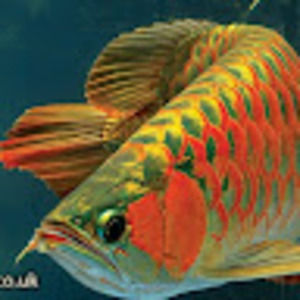 Meet your Posher, Mahmud